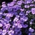 Phlox douglasii 'Lilac Cloud' -- Teppich-Phlox